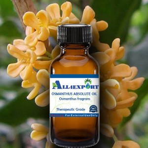 OSMANTHUS ABSOLUTE OIL 