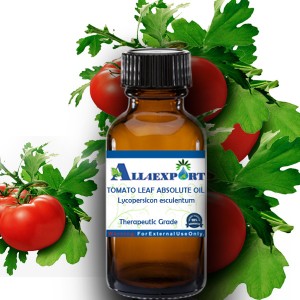 TOMATO LEAF ABSOLUTE OIL