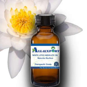WHITE LOTUS ABSOLUTE OIL